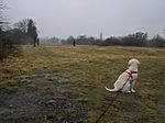 07.02.09 - 15. Woche - Lucky hat Dummy Training, was ist das?