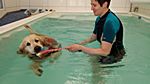 Ein Geburtstagsgeschenk für Hundeschwimmbad