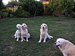 Maya, Malou, Lucky und Leila