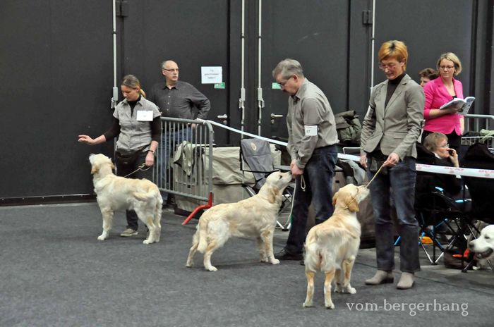 Cleo - Champ Cleo of Lion´s Golden - Tochter vom Lucky - in der Mitte 