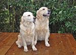 Kalyca und Lucky