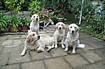 Denise, Lucky, Jette und Ruby