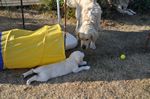 Lucky und sein Kind