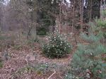 ... geschmückter Weihnachtsbaum im Wald  :)