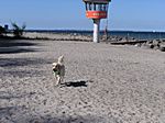 Hundestrand in Travemünde