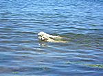 Hunde-Rennen im Wasser