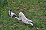 Sunny hat sich den "größten" Hund zum Spielen rausgesucht !