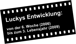 Luckys Entwicklung:    von der 6. Woche (2006) bis zum 3. Lebensjahr (2009)