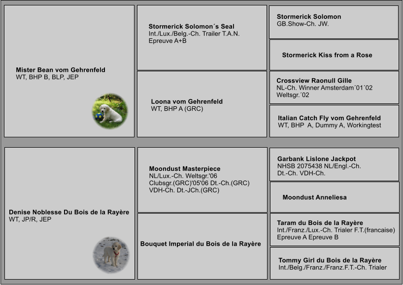 Denise Noblesse Du Bois de la Rayre WT, JP/R, JEP Moondust Masterpiece NL/Lux.-Ch. Weltsgr.'06  Clubsgr.(GRC)'05'06 Dt.-Ch.(GRC)  VDH-Ch. Dt.-JCh.(GRC) Garbank Lislone Jackpot NHSB 2075438 NL/Engl.-Ch. Dt.-Ch. VDH-Ch. Bouquet Imperial du Bois de la Rayre Moondust Anneliesa Taram du Bois de la Rayre Int./Franz./Lux.-Ch. Trialer F.T.(francaise) Epreuve A Epreuve B Tommy Girl du Bois de la Rayre Int./Belg./Franz./Franz.F.T.-Ch. Trialer     Mister Bean vom Gehrenfeld     WT, BHP B, BLP, JEP Stormerick Solomons Seal Int./Lux./Belg.-Ch. Trailer T.A.N. Epreuve A+B Stormerick Solomon GB.Show-Ch. JW.       Loona vom Gehrenfeld       WT, BHP A (GRC) Stormerick Kiss from a Rose Crossview Raonull Gille NL-Ch. Winner Amsterdam0102  Weltsgr.02 Italian Catch Fly vom Gehrenfeld WT, BHP  A, Dummy A, Workingtest